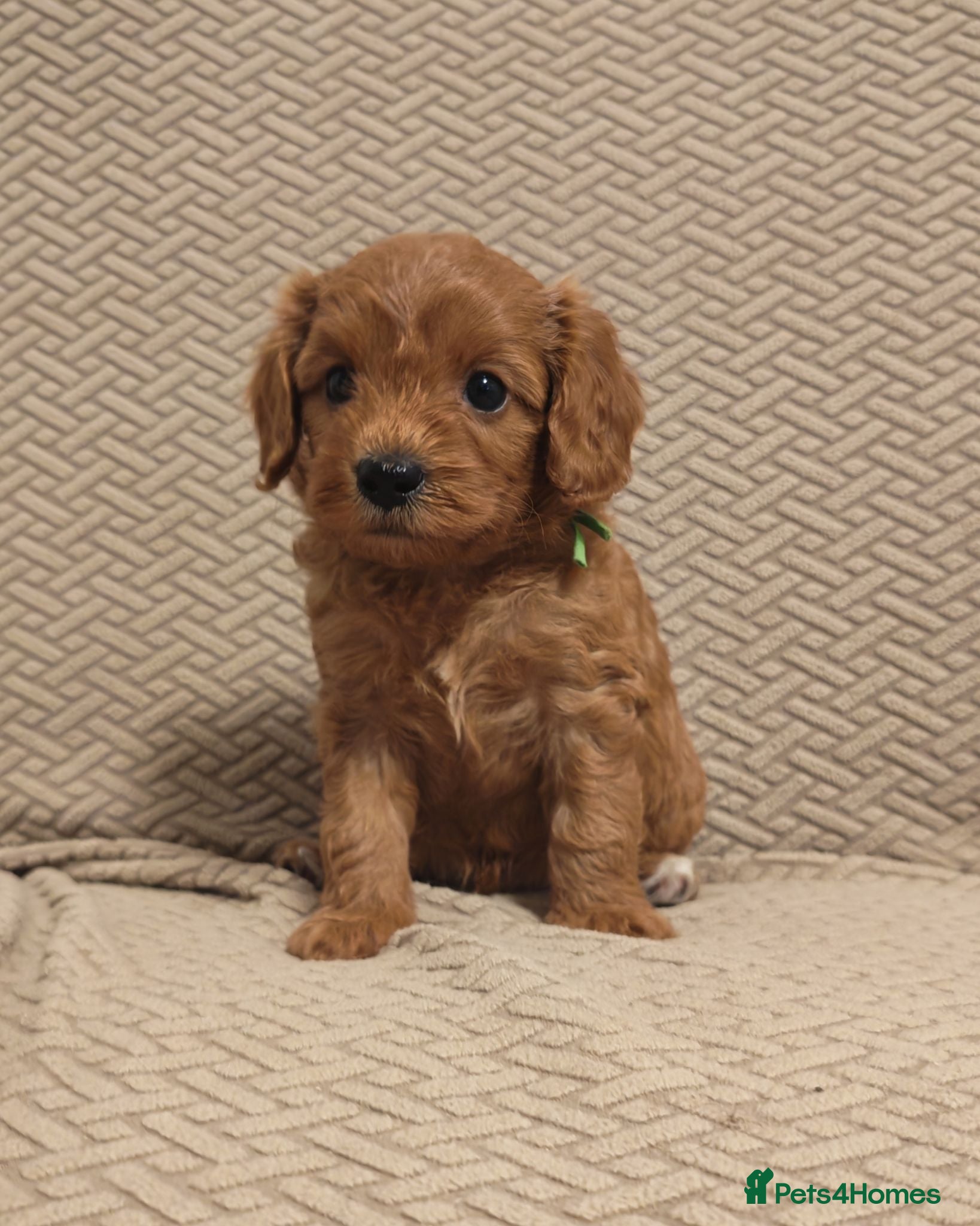 Cavapoo dogs Gorgeous Cavapoo Boy & Girl Available  - Advert 2