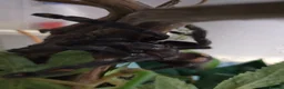 Tarantulas invertebrates for sale: Psalmopoeus irminia 6.5 dc - Advert 8