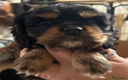 Mixed Breed dogs for sale: Cockerlier - Image 1