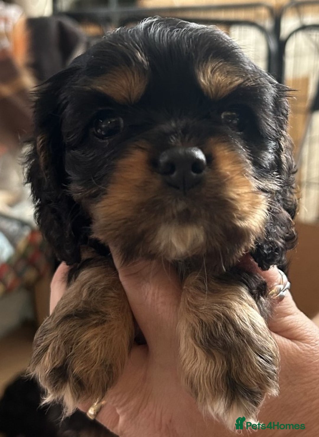 Mixed Breed dogs for sale: Cockerlier - Image 1