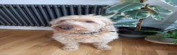 Labradoodle dogs for sale: Apricot Labradoodle - Male - Buddy! - Advert 1