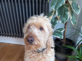 Labradoodle dogs Apricot Labradoodle - Male - Buddy! - Advert 1