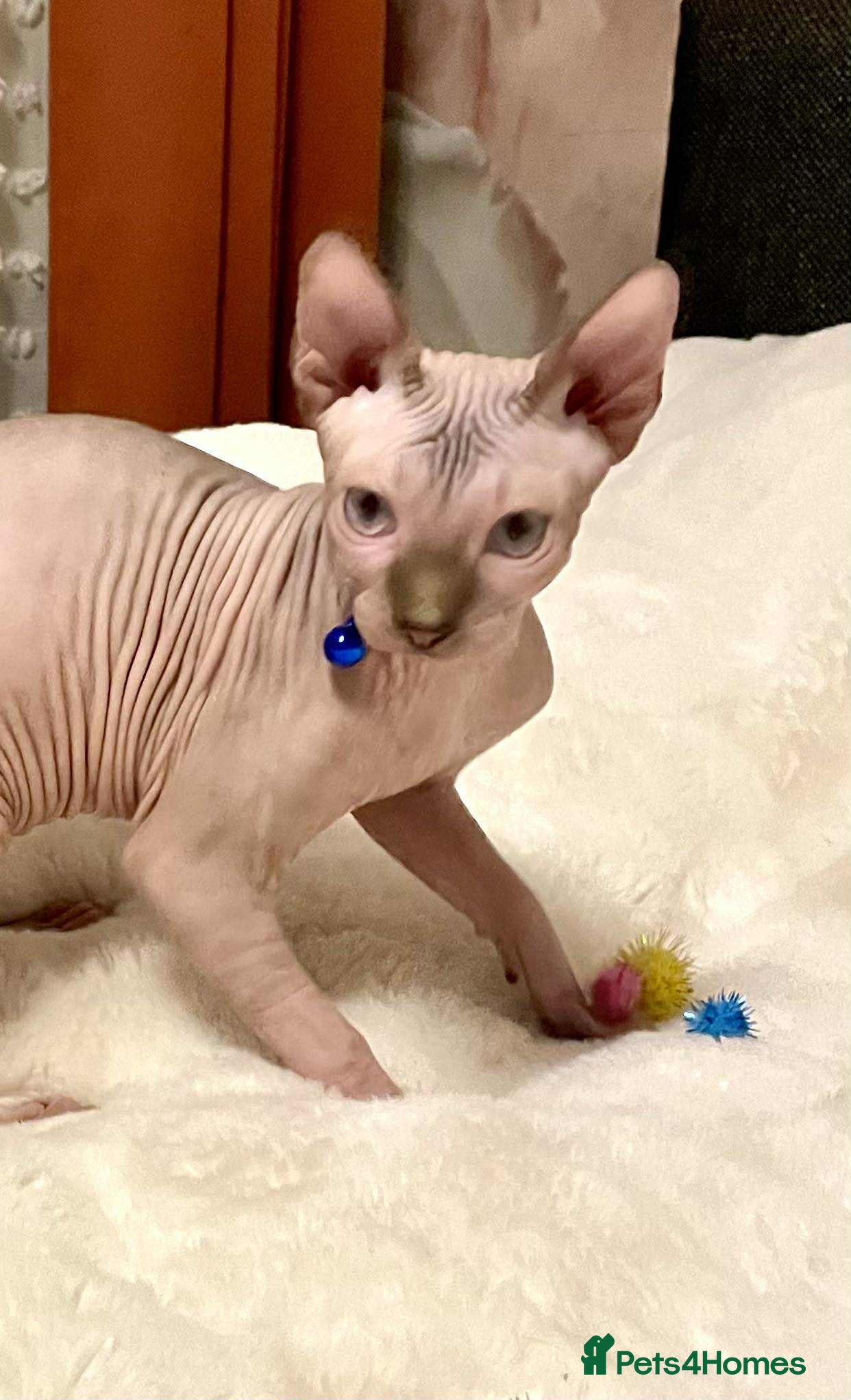Sphynx cats Adorable Sphynx Kitten for sale  - Advert 8
