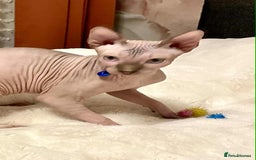 Sphynx cats for sale: Adorable Sphynx Kitten for sale  - Image 1