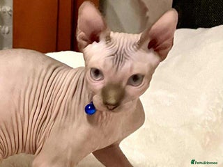 Sphynx cats for sale - Advert 1
