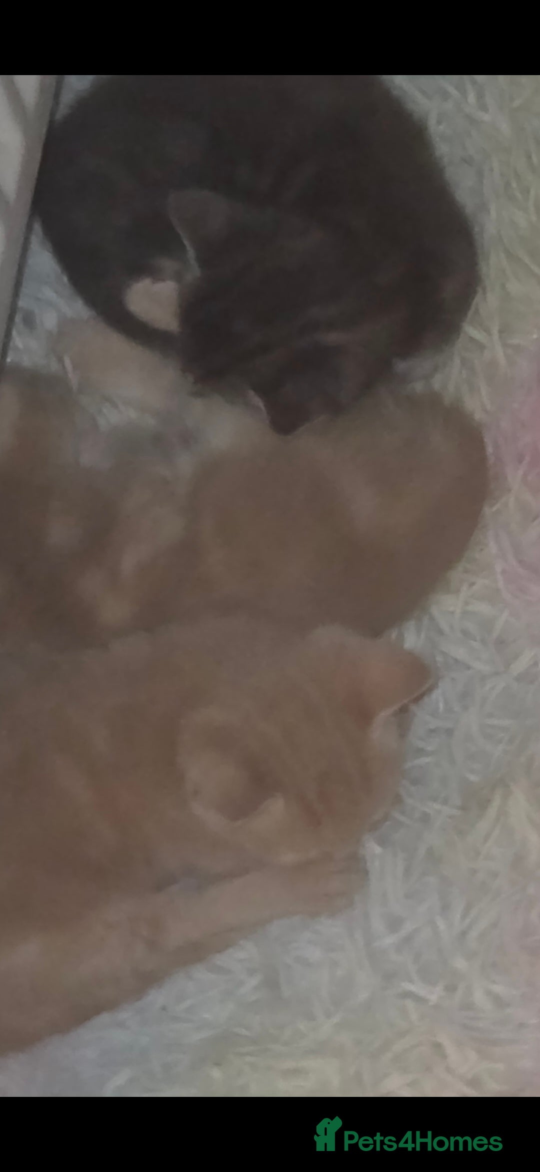 Mixed Breed cats for sale: Kittens ready ready ad - Advert 5