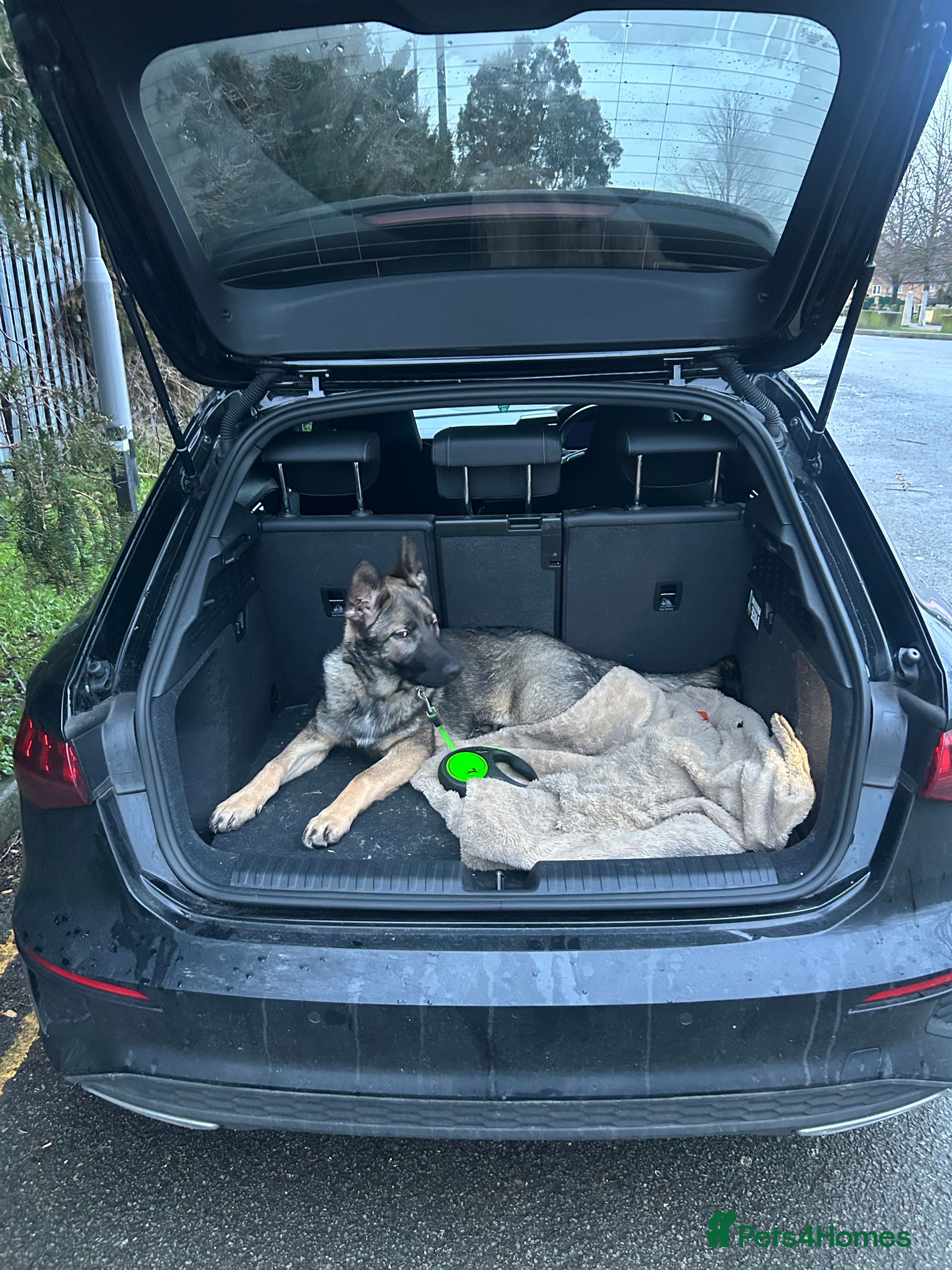 German Shepherd dogs Sasha the Shepard  - Advert 10