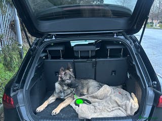 German Shepherd dogs Sasha the Shepard - Advert 10