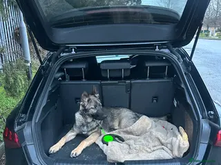 German Shepherd dogs Sasha the Shepard - Advert 3