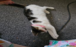 British Shorthair cats for sale: Female 6 month kitten  - Image 2