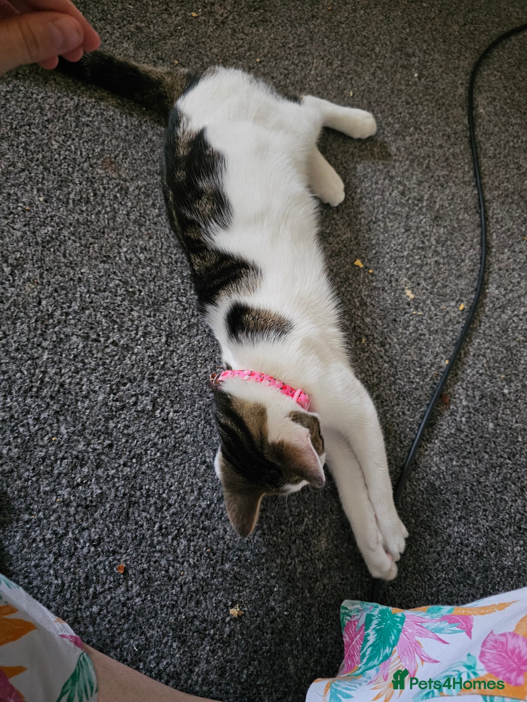 British Shorthair cats for sale: Female 6 month kitten  - Image 2