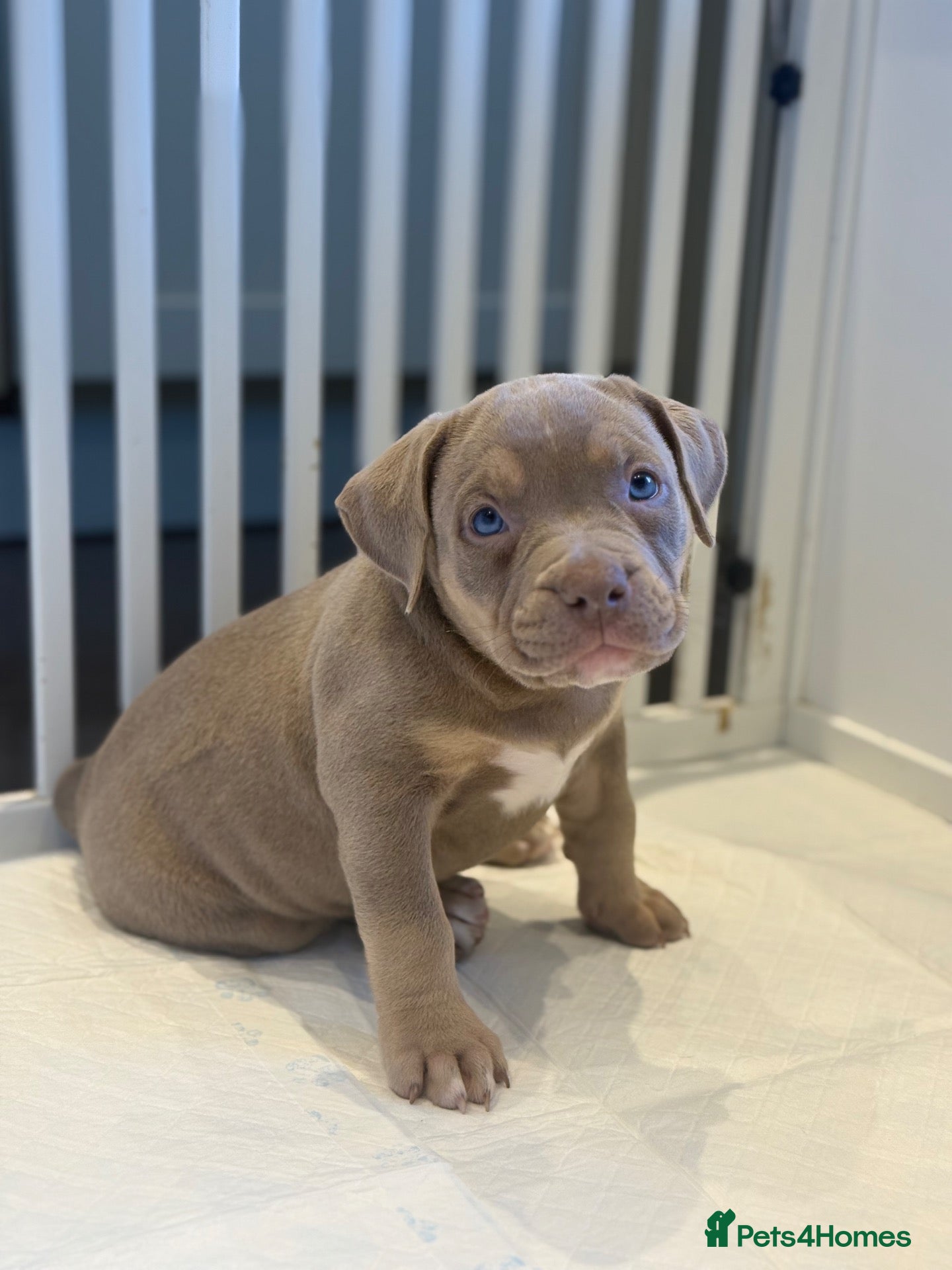 American Bully dogs for sale: Quality American Pocket Bully Pups - Advert 1