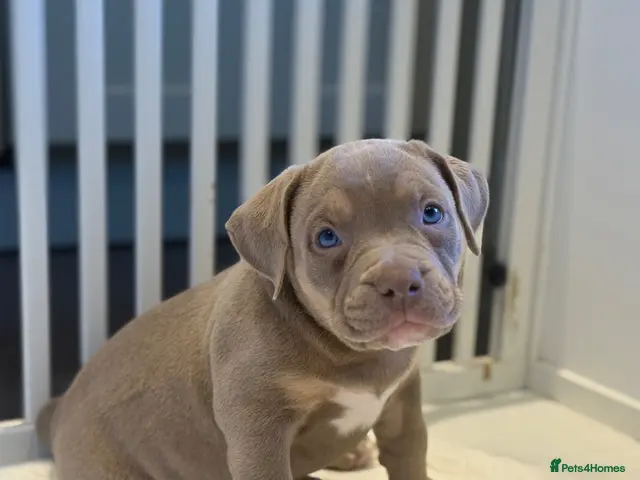 American Bully dogs for sale: Quality American Pocket Bully Pups - Advert 1