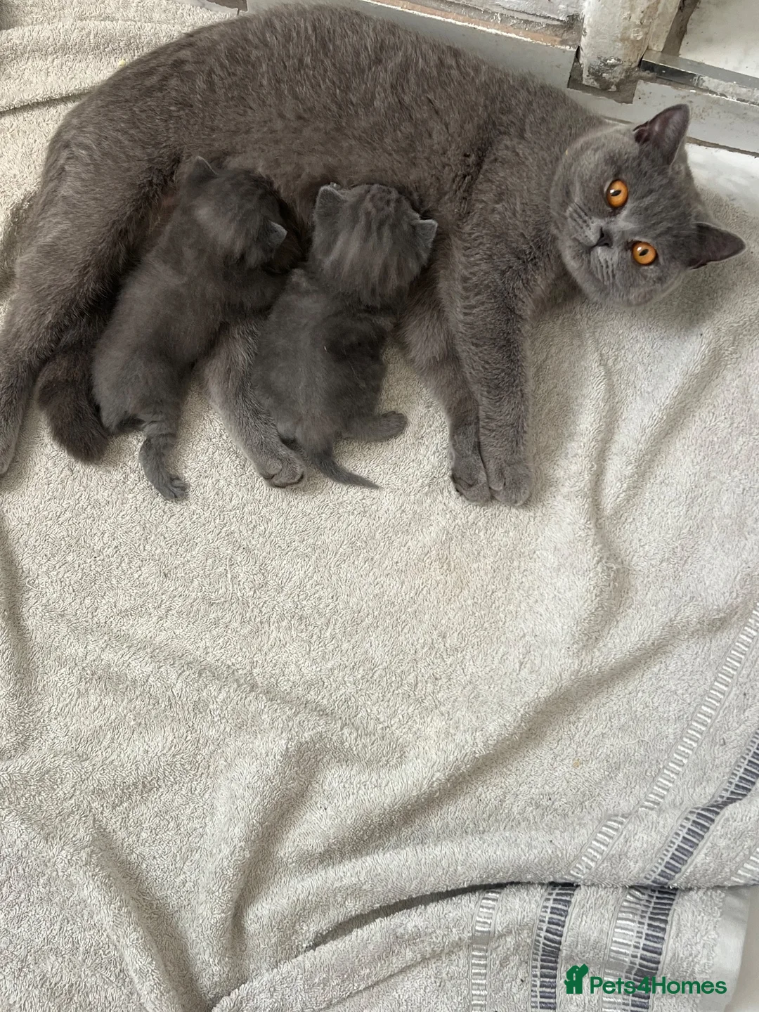 British Shorthair cats for sale: British shorthair cross kittens - Advert 2