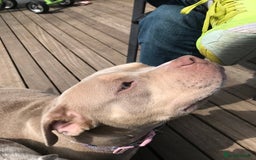 Mixed Breed dogs for sale: Beautiful Microbully female  - Image 2