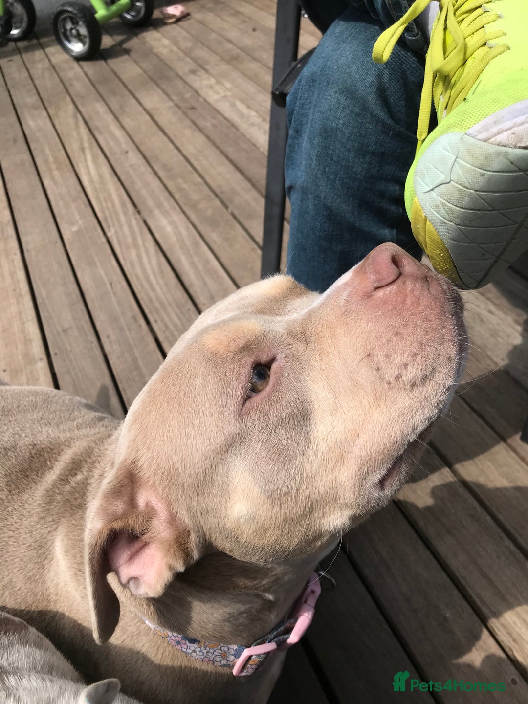 Mixed Breed dogs for sale: Beautiful Microbully female  - Image 2