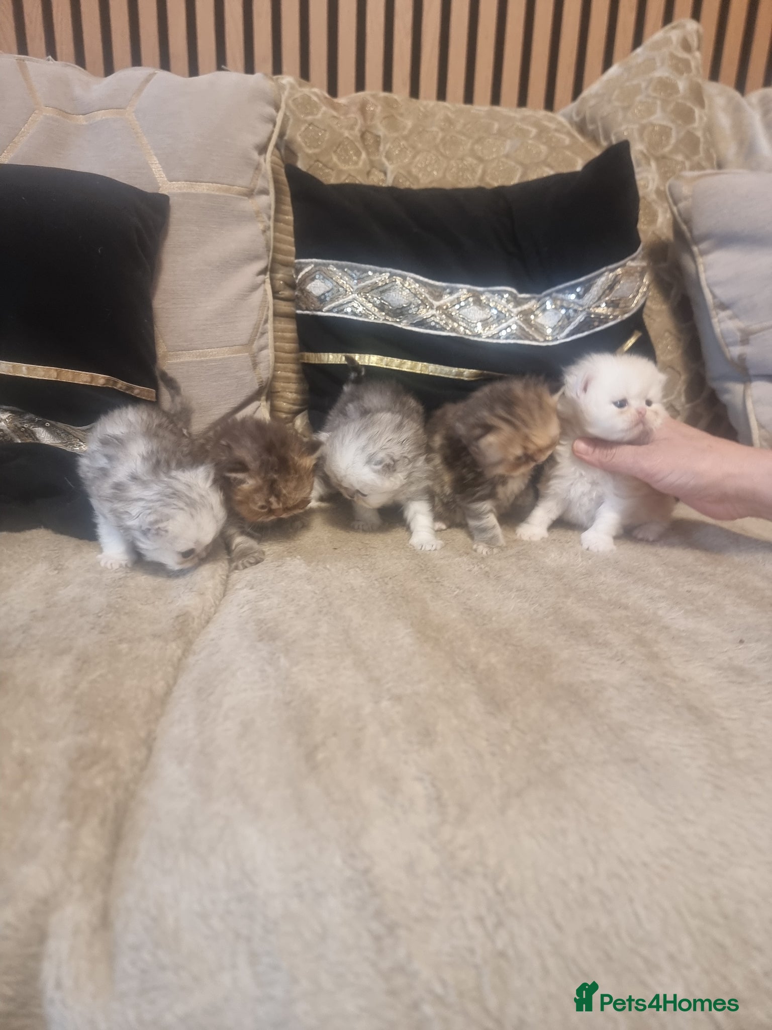 Persian cats Beautiful Persian Kittens Ready for Loving Homes - Advert 2