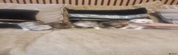 Persian cats for sale: Beautiful Persian Kittens Ready for Loving Homes in London - Advert 2