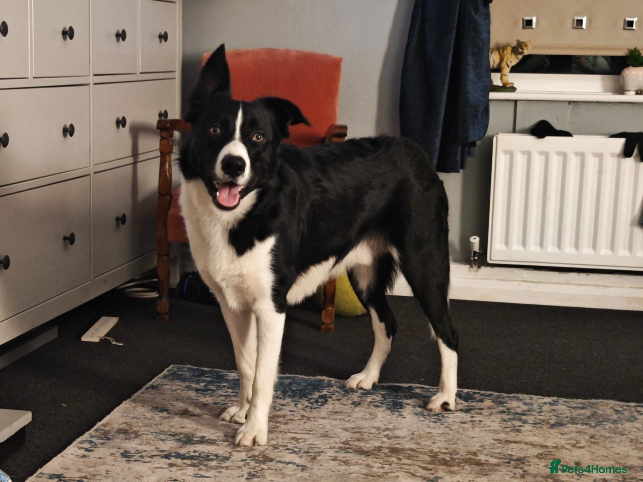 Border Collie dogs Male short haired Border Collie  - Advert 18
