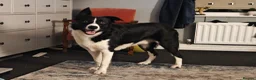 Border Collie dogs for sale: Male short haired Border Collie  - Advert 1