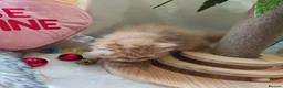 British Longhair cats for sale: British longhair boys  - Advert 4