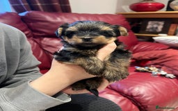 Yorkshire Terrier dogs for sale: Beautiful miniature Yorkie Biewer terriers - Image 19