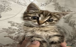 Mixed Breed cats for sale: Kitten for sale  - Image 1