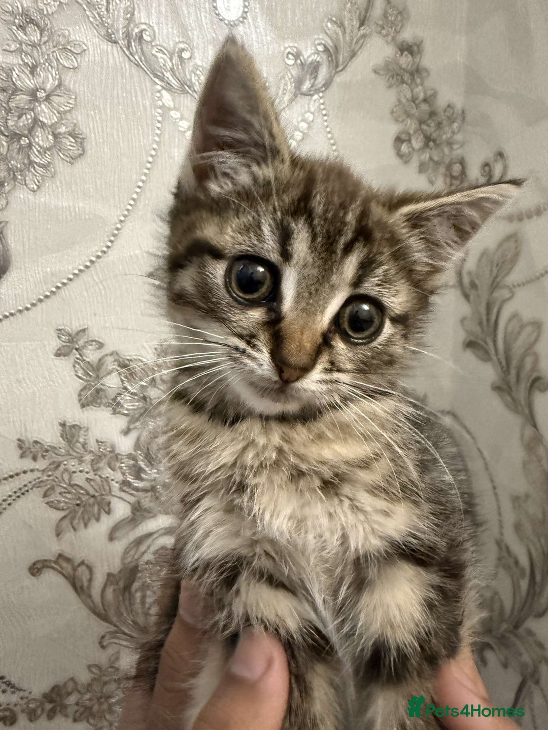 Mixed Breed cats for sale: Kitten for sale  - Image 1