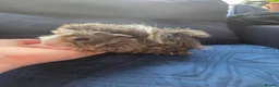 Guinea Pig rodents for sale: Half Peruvian semi long hair girl - Advert 7