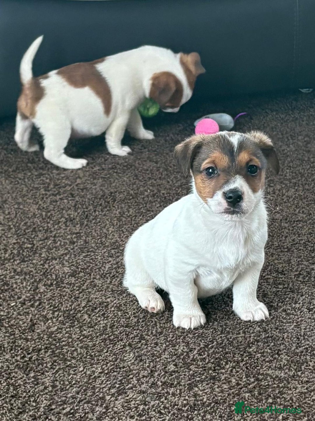 Jack Russell dogs for sale: Miniature Jack Russell Puppies… - Advert 8