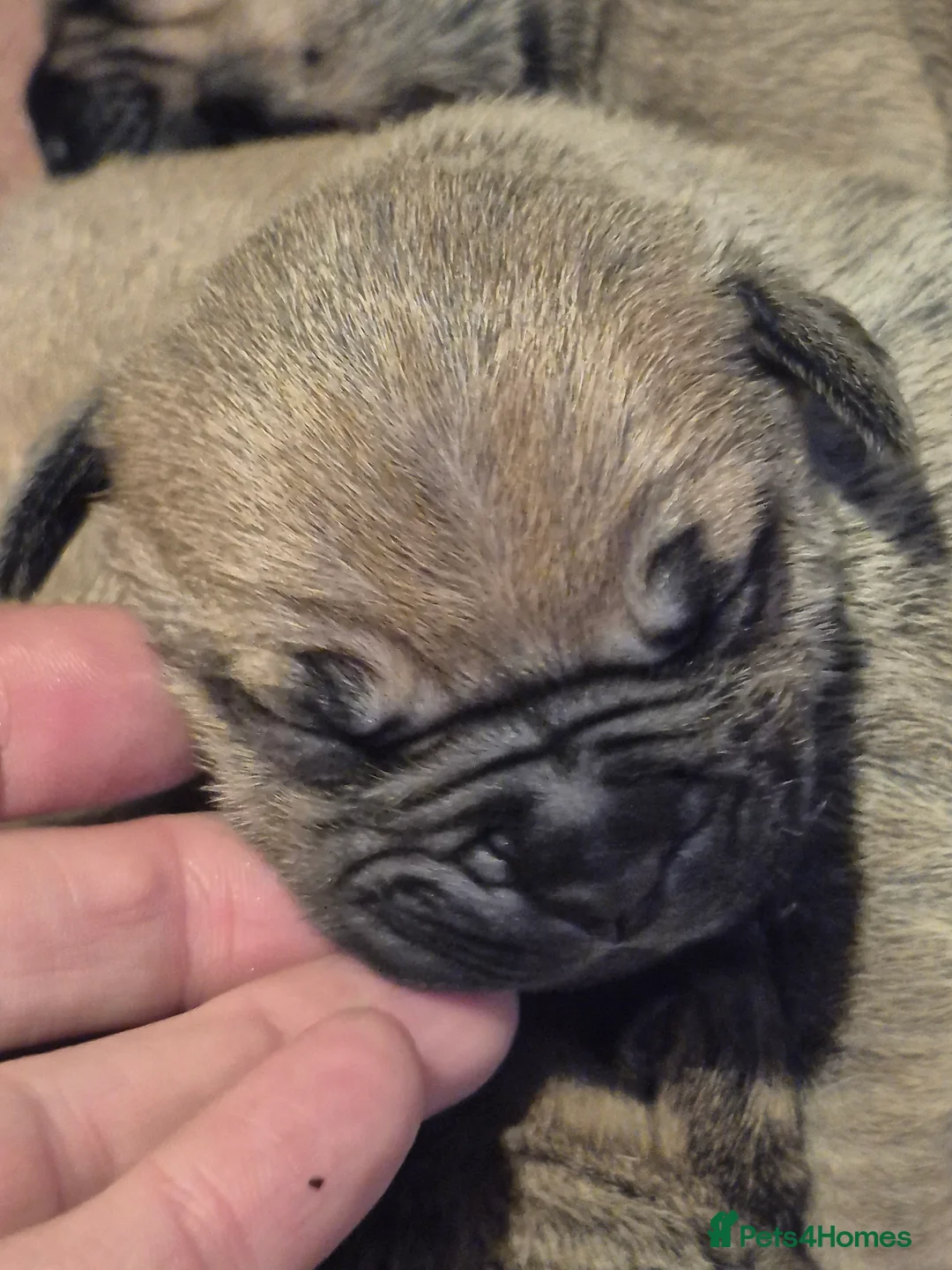 Mixed Breed dogs for sale: Mastiff cross french bulldog puppies  - Advert 7
