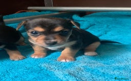 Jack Russell dogs for sale: Exceptional litter of miniature Jack RussellS - Image 12