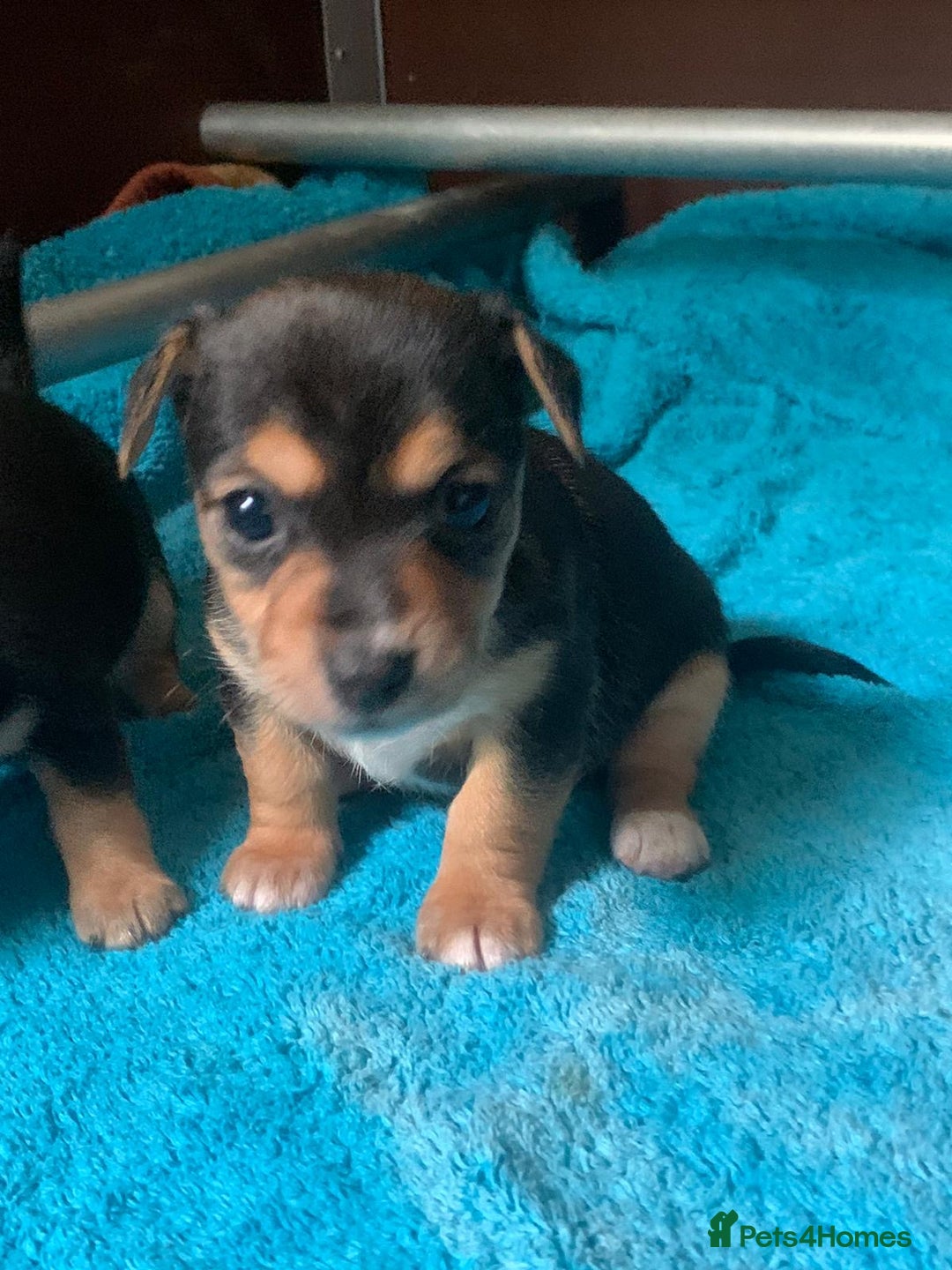 Jack Russell dogs for sale: Exceptional litter of miniature Jack RussellS - Image 12