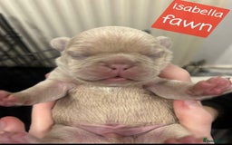 French Bulldog dogs for sale: Merle/Lilac/Isabella Fawn Frenchies - Image 9