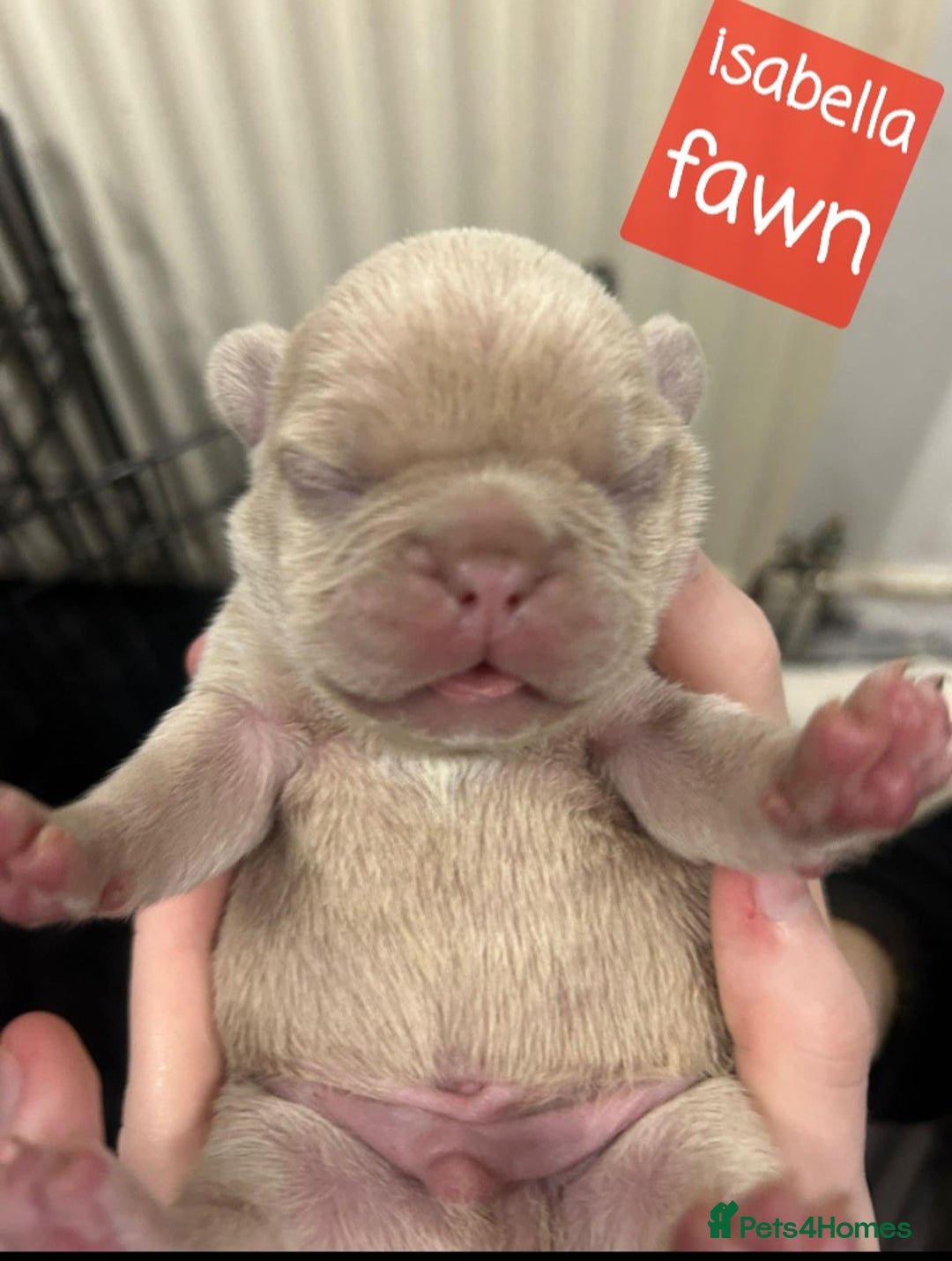 French Bulldog dogs for sale: Merle/Lilac/Isabella Fawn Frenchies - Image 9