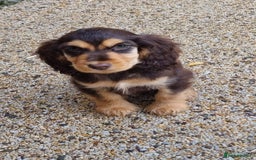 Cocker Spaniel dogs for sale: Gorgeous Chocolate & Sable Show Cocker Pups Ready - Image 26