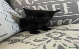 Mixed Breed cats for sale: Male kittens for sale  - Image 8