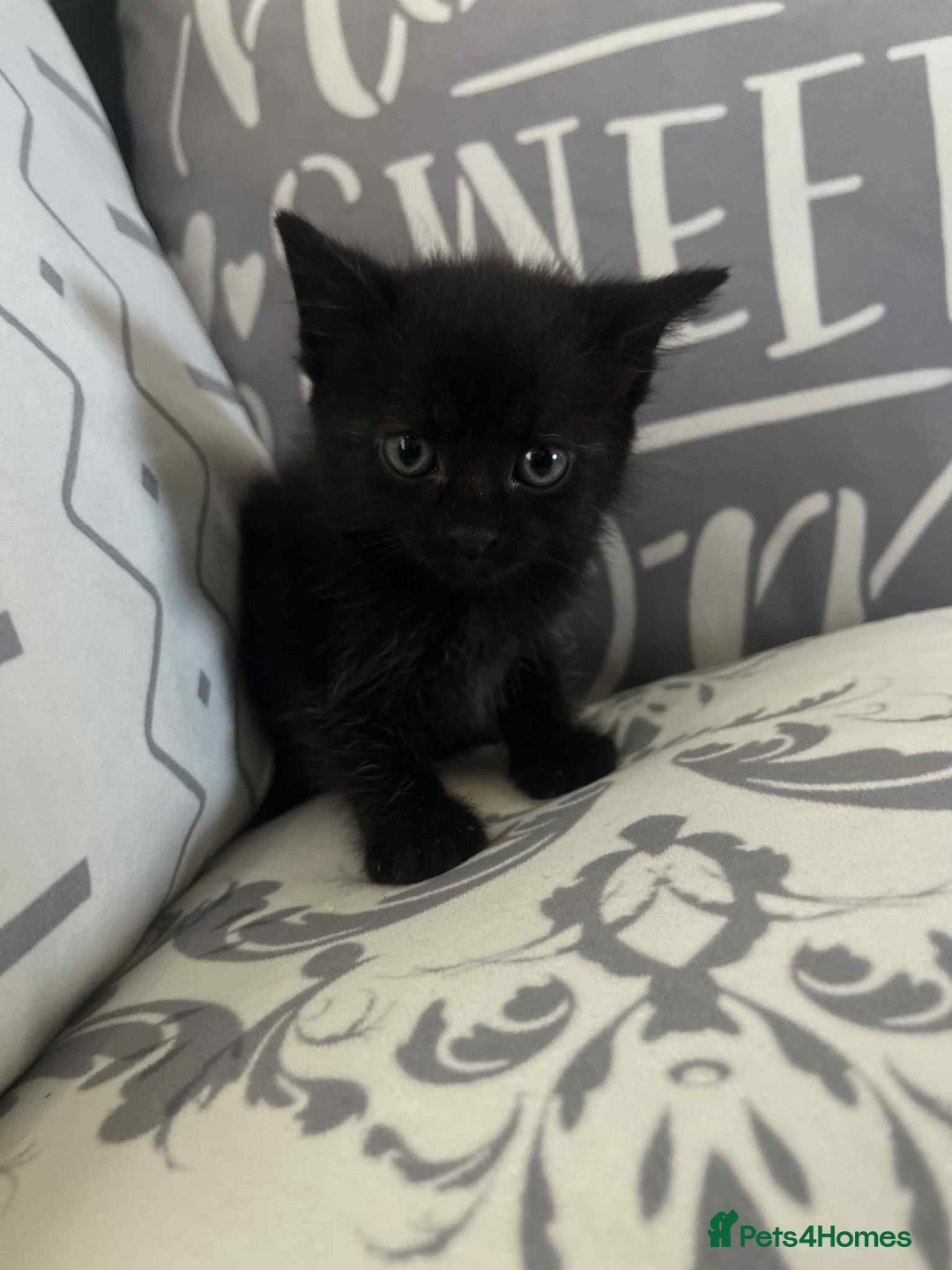 Mixed Breed cats for sale: Male kittens for sale  - Image 8