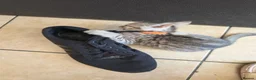 Bengal cats for sale: Bengal charcoal silver kittens from snow linx  - Advert 21