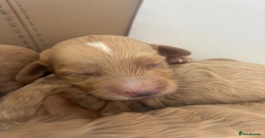 Cavapoo dogs - Advert 2