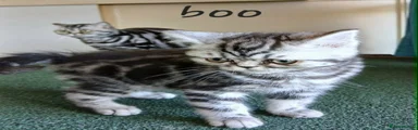 British Shorthair  BOO