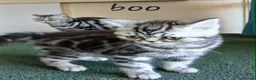 British Shorthair cats for sale: Two vaccinated British kittens.TICA - Advert 5