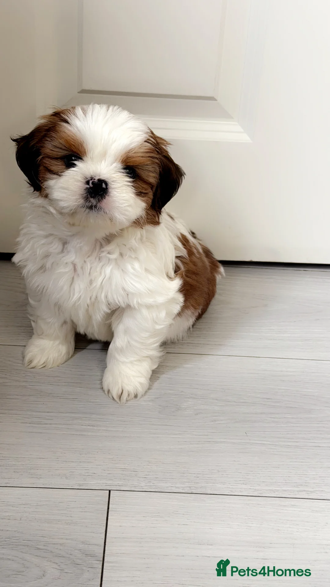 Shih Tzu dogs for sale: Male Shih Tzu  - Advert 1