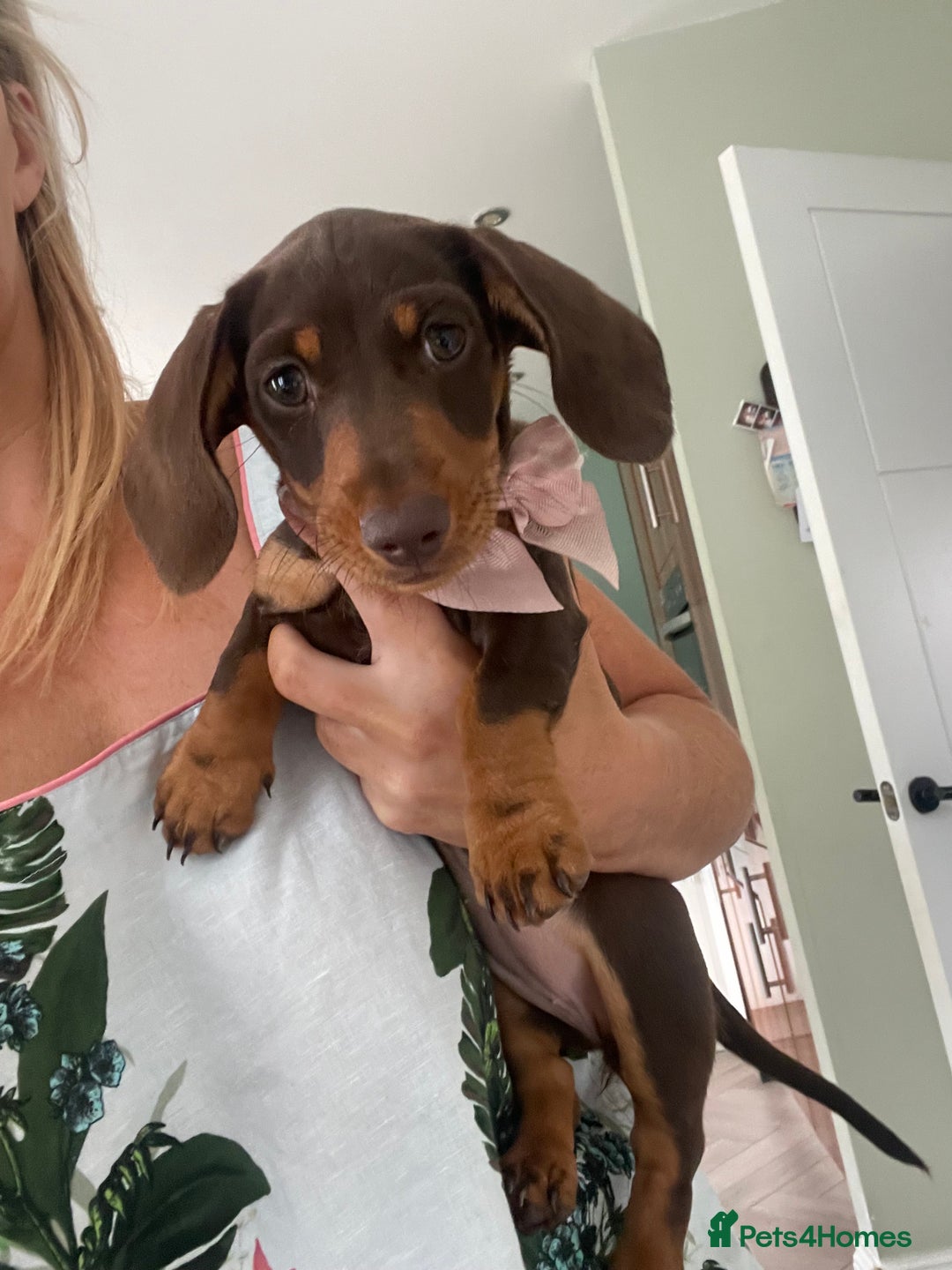 Dachshund dogs for sale: Last pup of the litter  - Image 2