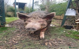 Pig livestock for sale: Three little pigs, Iron Age & Kune - Image 4
