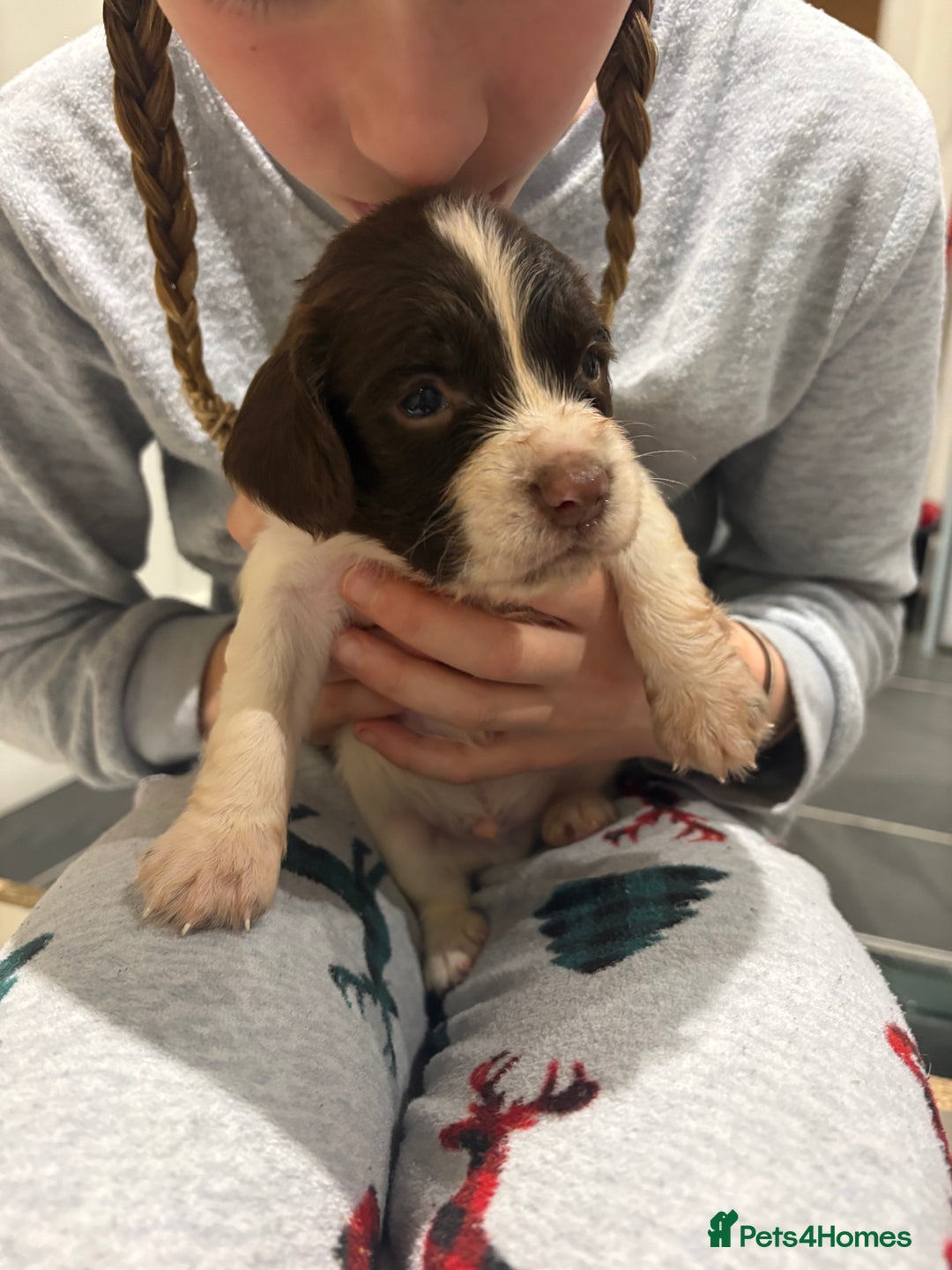 English Springer Spaniel dogs for sale: Quality English springer spaniel puppies  - Advert 5