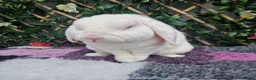 Mini Lop rabbits for sale: Mini plush lop buck (vhd2 vaccinated) - Advert 6