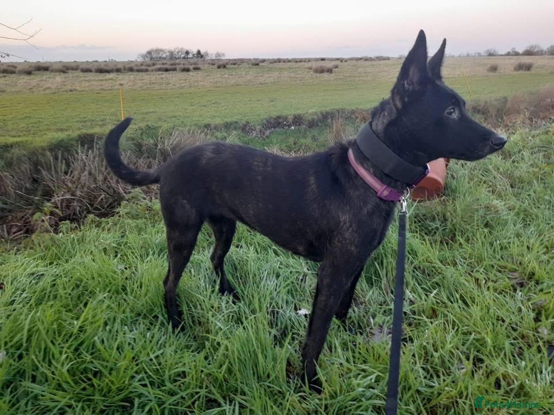 Gallery Image {{count}}