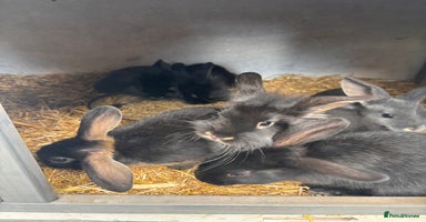 Mini Lion Lop rabbits - Advert 9
