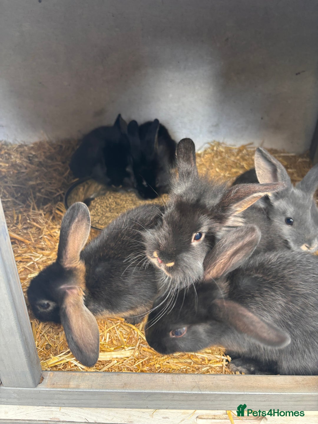 Mini Lion Lop rabbits for sale: 6 Beautiful Mini Lionhead Lops! £40 Each - Image 2
